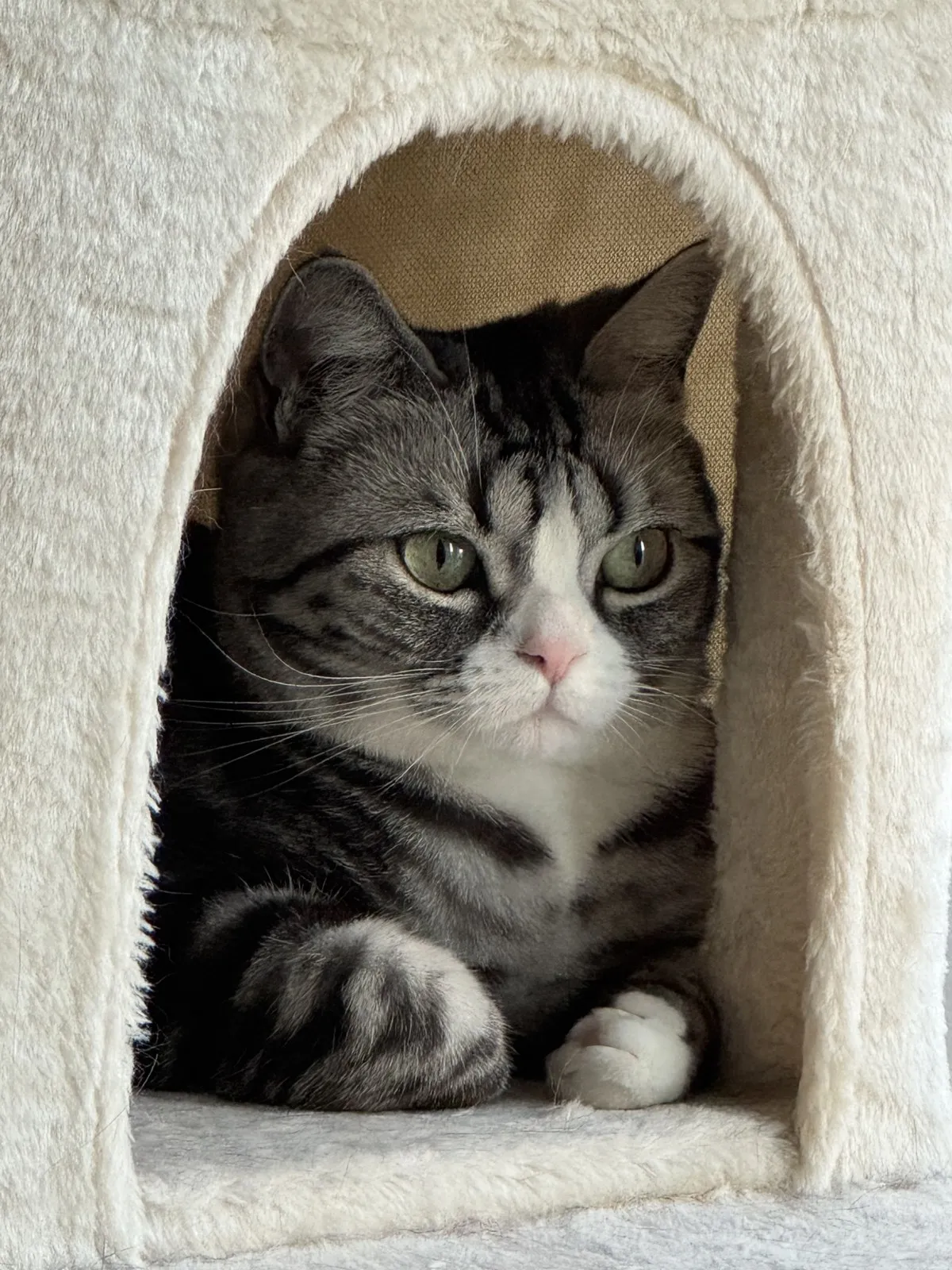 Xiaohei, a gray tabby cat, lying in a cat house and looking at the camera